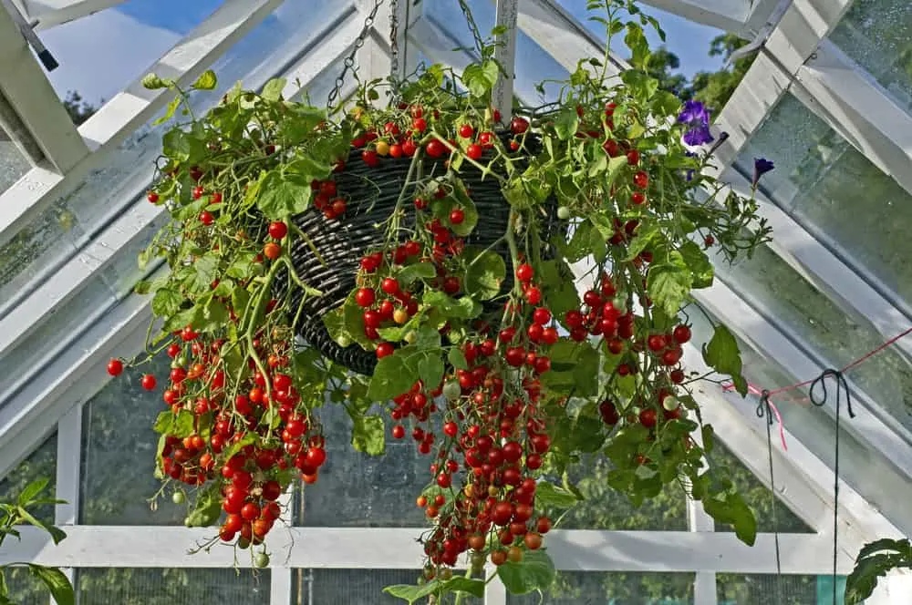 Image of Cherry tomato plant in a hanging basket