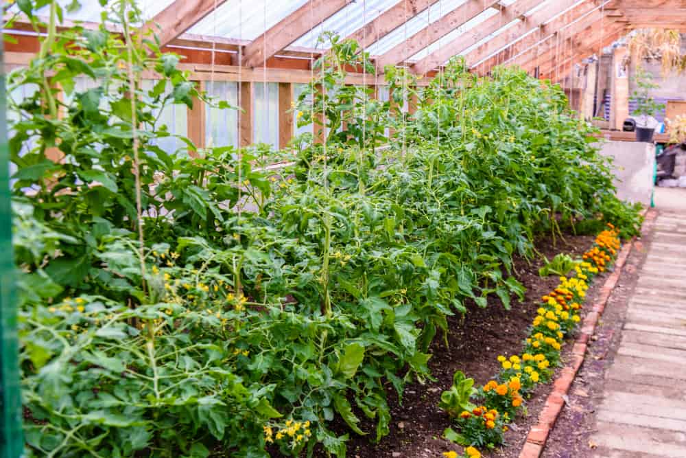 5 raisons de planter des soucis avec vos plants de tomates
