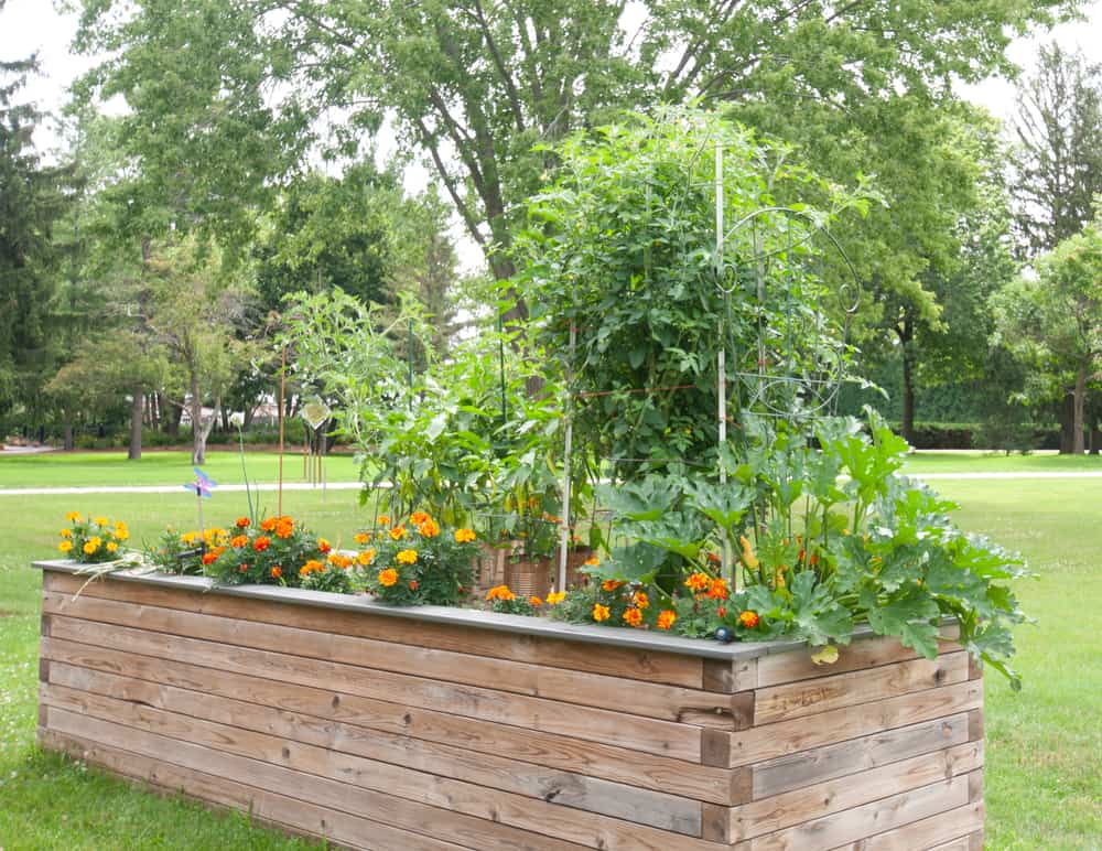Grow Tomatoes In Raised Beds, How Deep Should My Raised Garden Bed Be For Tomatoes