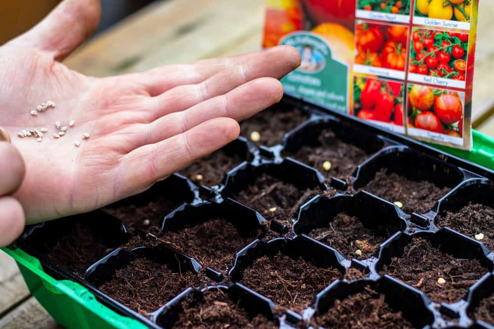 Skab automat Gå en tur Planting Tomato Seeds: Everything You Need To Know - Tomato Bible