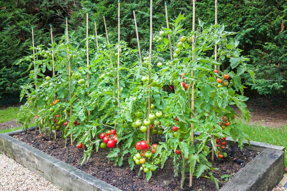 Hoe tomatenplanten in de tuin te planten?