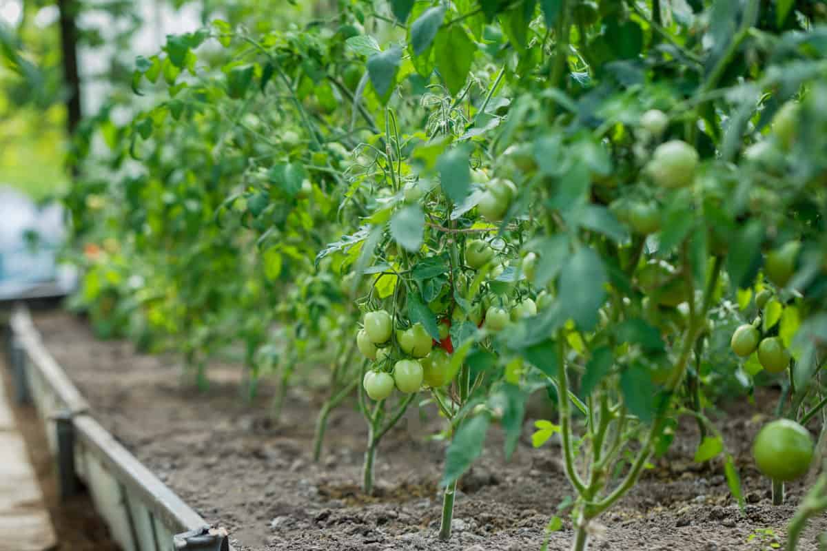 Grow Tomatoes In Raised Beds Everything You Need To Know Tomato Bible