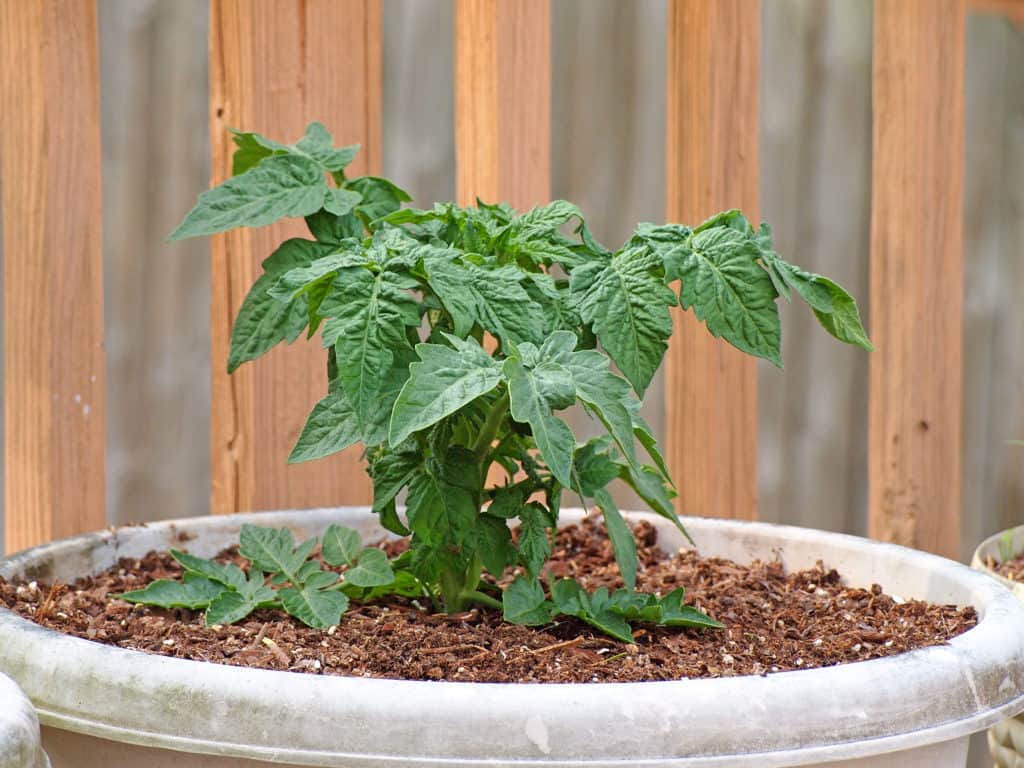 Comment choisir les plants de tomates les plus sains à la pépinière