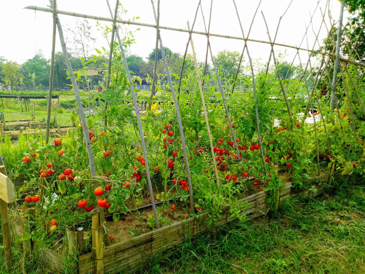 Raised Bed Garden Tomatoes Garden Design