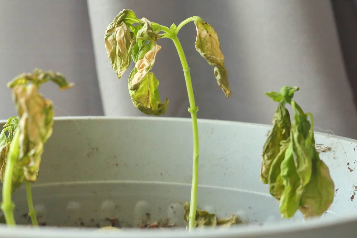 8 Tomato Seedling Problems & How To Fix Them - Tomato Bible