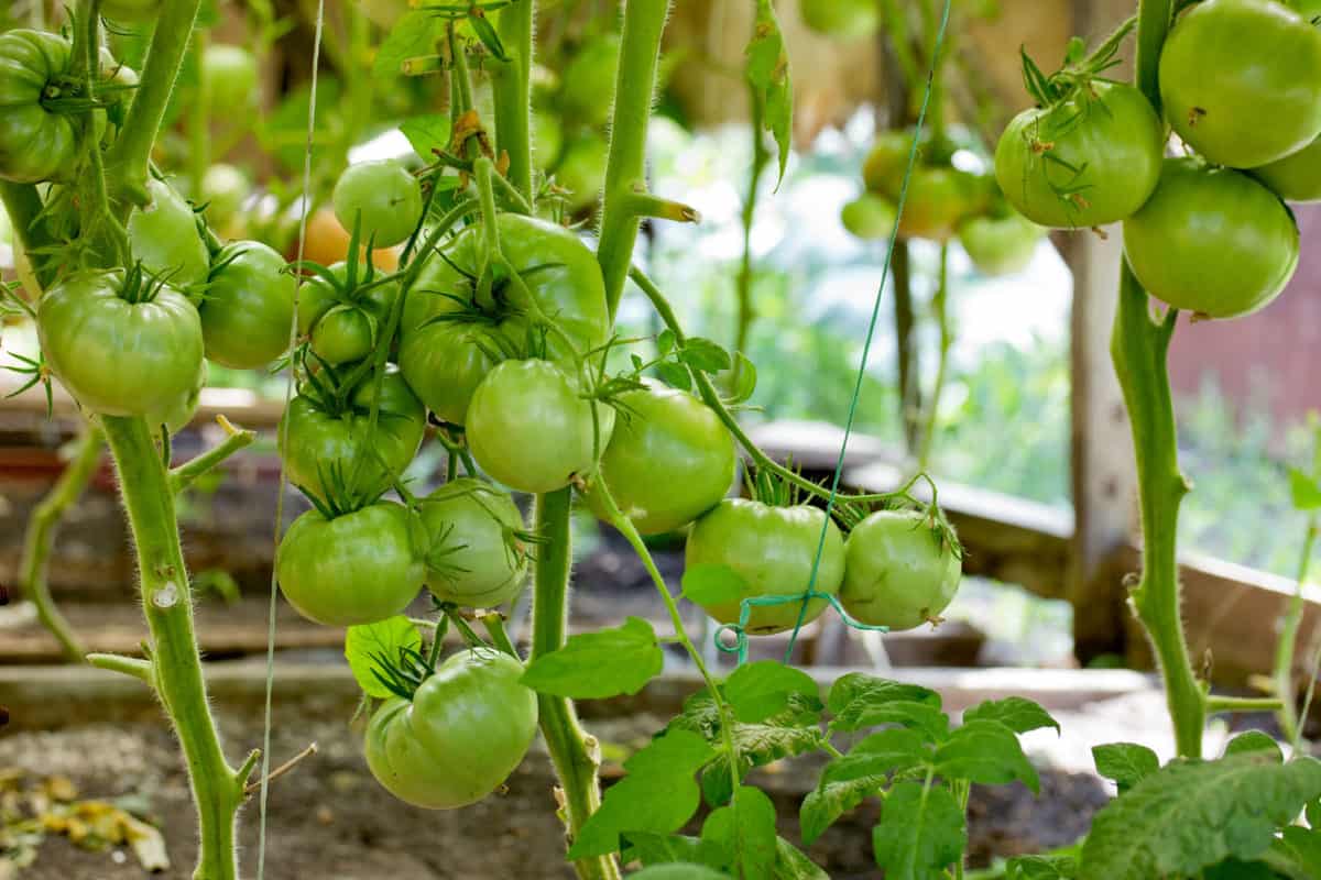 Grow Tomatoes In Raised Beds Everything You Need To Know Tomato Bible
