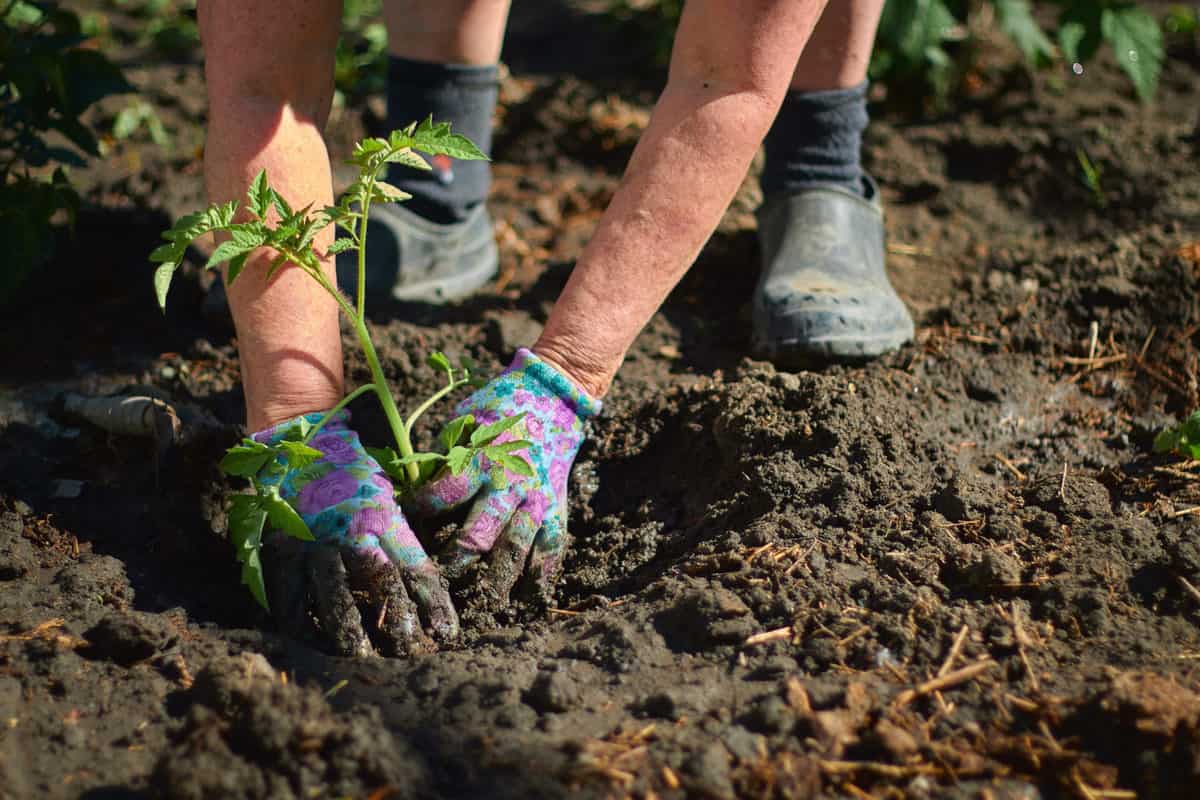 Grow Tomatoes In Raised Beds Everything You Need To Know Tomato Bible