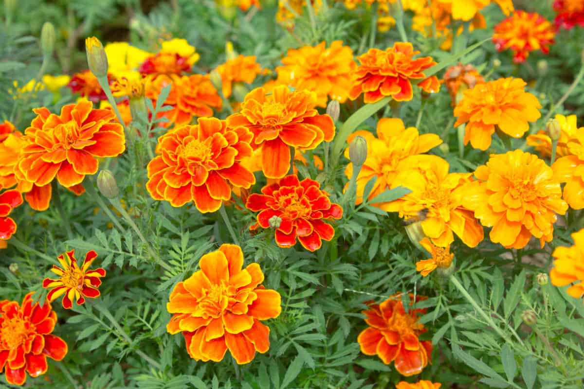 5 Reasons To Plant Marigolds With Your Tomato Plants Tomato Bible