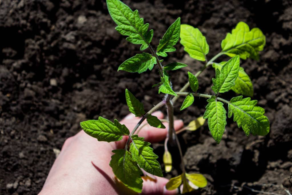 Planter des graines de tomates : tout ce que vous devez savoir