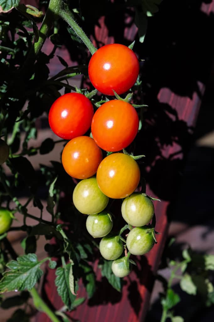 Tomates suspendues: 8 meilleures variétés et comment les cultiver