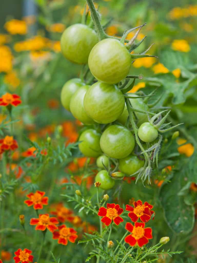 5 raisons de planter des soucis avec vos plants de tomates