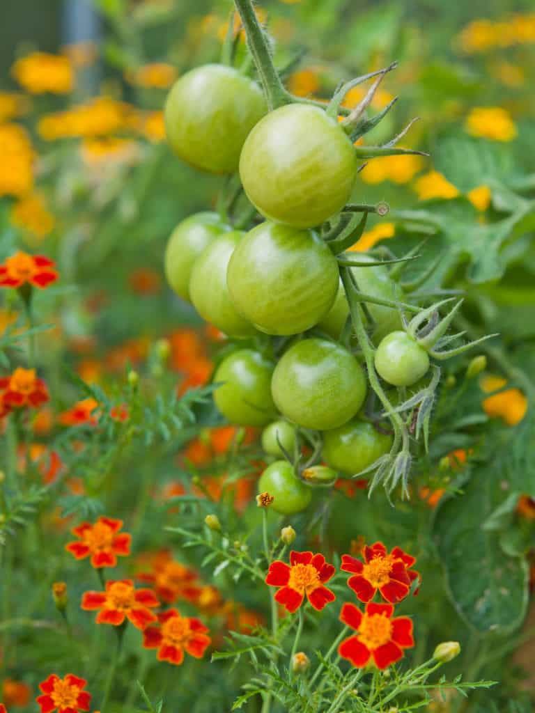 Tomatoes Blooming Without Fruit? Here’s the Causes and Solution You’ve Been Missing Planting Marigolds With Your Tomato Plants