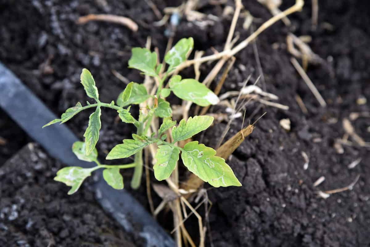8 Tomato Seedling Problems & How To Fix Them Tomato Bible