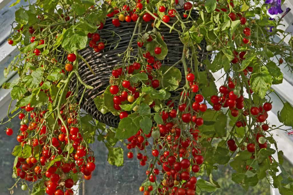 Tomates suspendues: 8 meilleures variétés et comment les cultiver