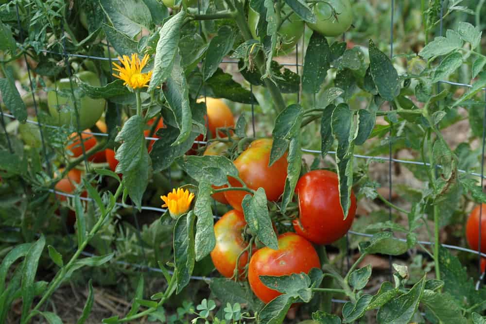 8 meilleures plantes compagnes de tomates &#8211; Augmentez le rendement et réduisez les parasites