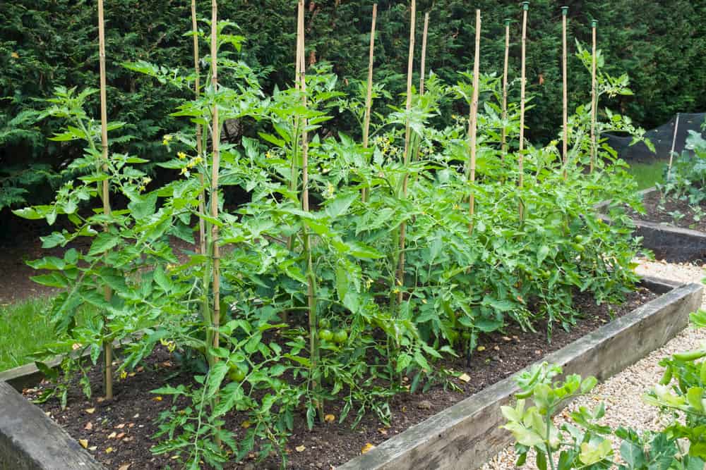 Image of Tomatoes plant in raised garden bed