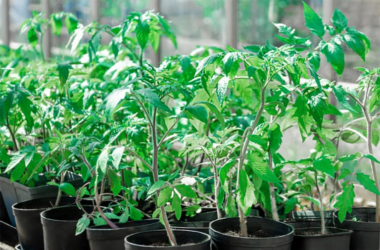 How To Choose The Healthiest Tomato Plants At The Nursery Tomato Bible plant-table-nursery-southpark