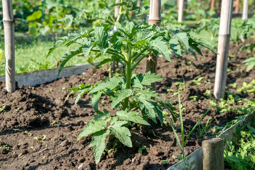7 plantes à ne jamais pousser près de vos tomates