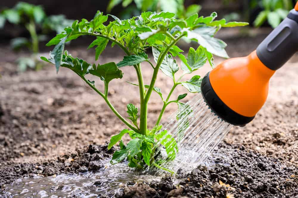 Cultiver des tomates dans des plates-bandes surélevées : tout ce que vous devez savoir