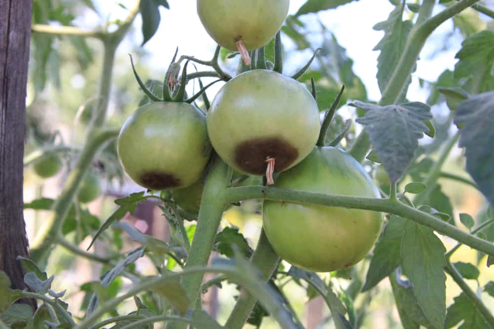4 choses que le sel d&rsquo;Epsom fait pour les plants de tomates (et 4 choses qu&rsquo;il ne fera pas !)