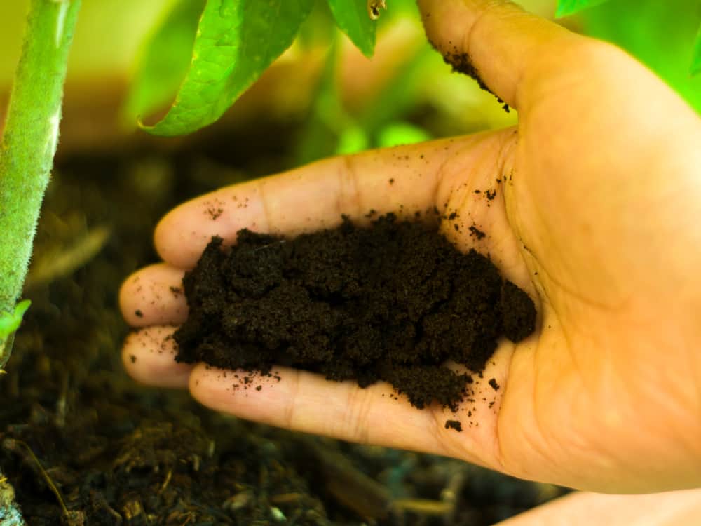 Coffee Grounds Good For Tomato Plants, Coffee Grounds Good For Tomato Plants