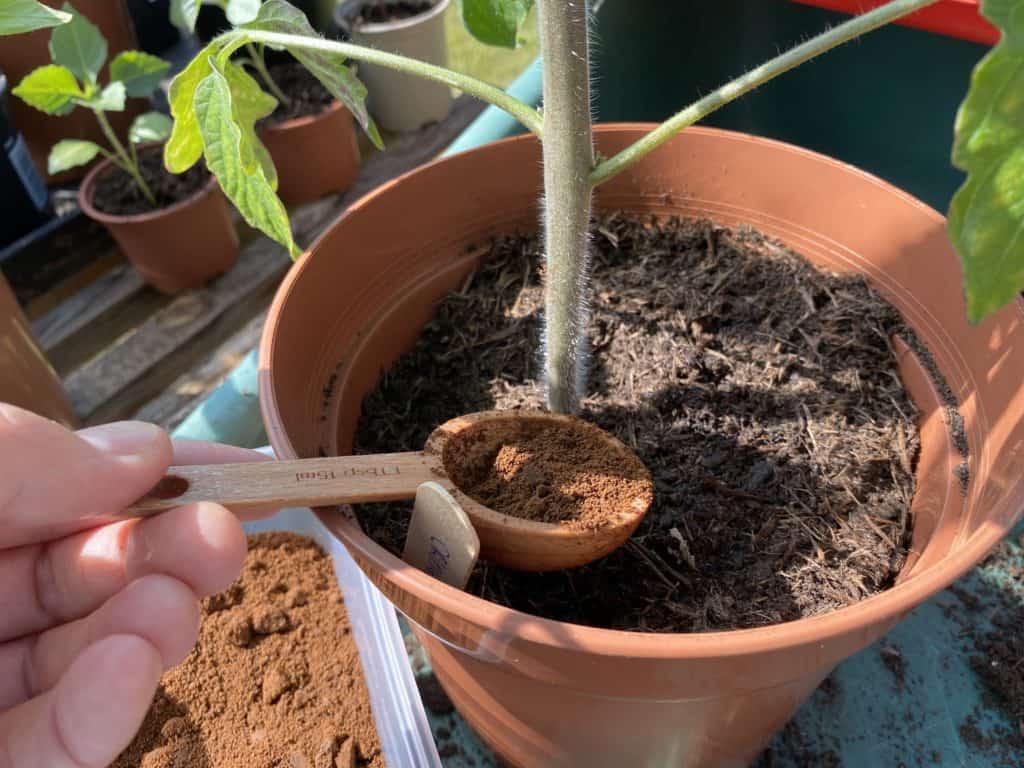 Image of Coffee grounds mulch for tomato plants