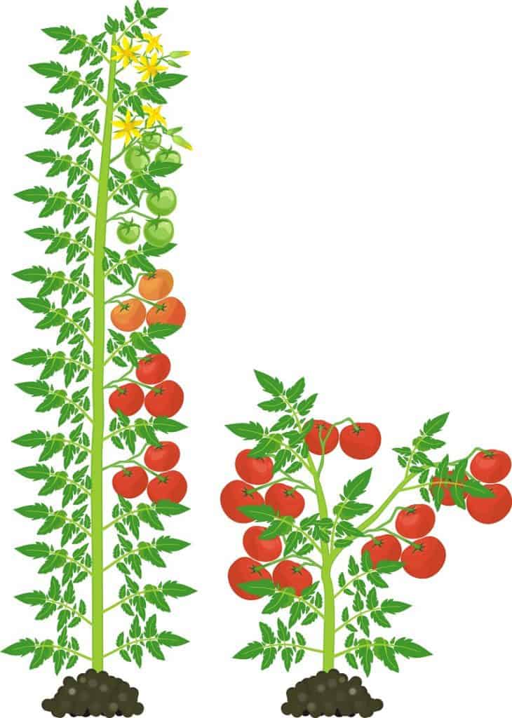 9 secrets pour faire pousser des tomates en pots