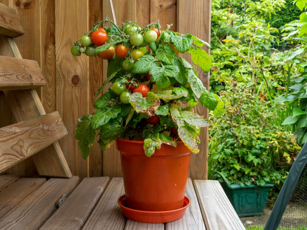 Comment faire pousser des tomates à l&rsquo;intérieur &#8211; Profitez des tomates toute l&rsquo;année