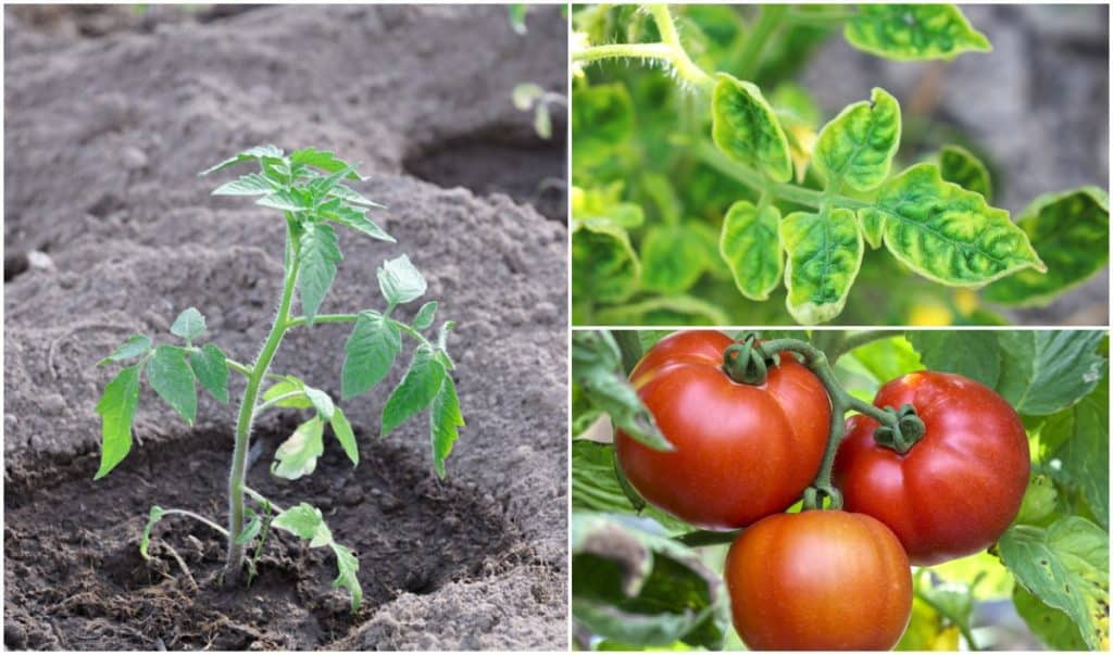 4 choses que le sel d&rsquo;Epsom fait pour les plants de tomates (et 4 choses qu&rsquo;il ne fera pas !)