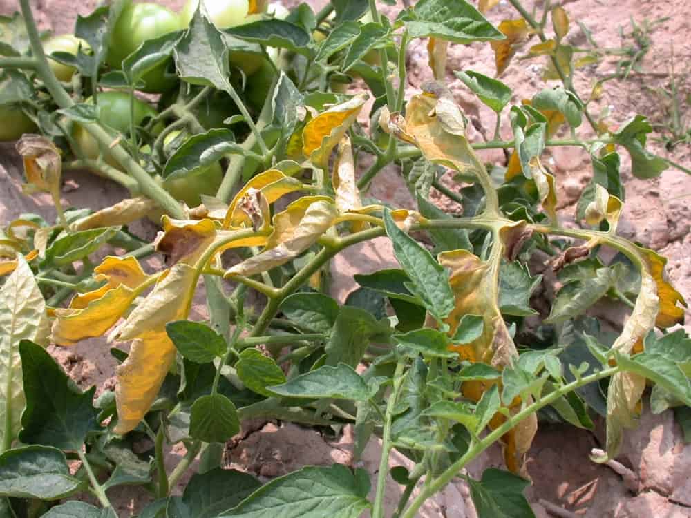9 raisons pour le flétrissement des plants de tomates et comment y remédier