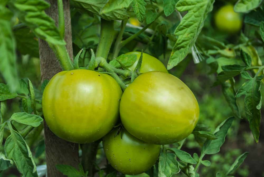 8 conseils pour protéger les plants de tomates de la chaleur extrême