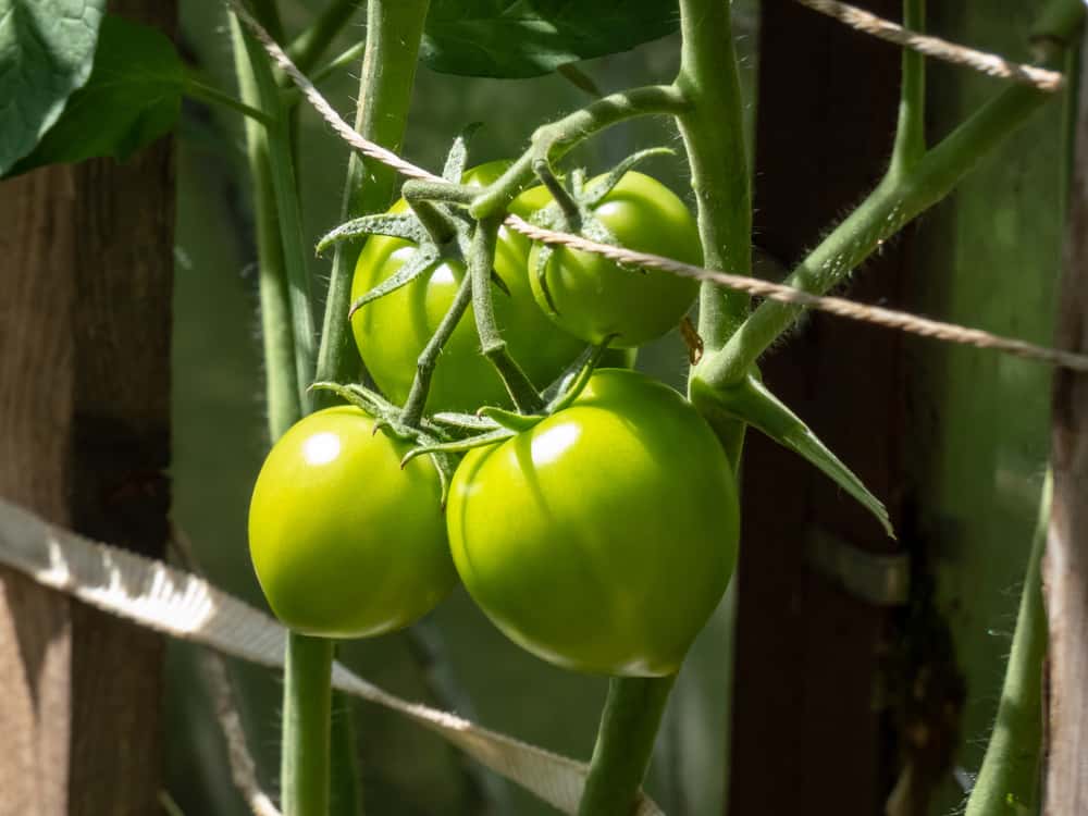 5 secrets pour faire pousser des tomates plus savoureuses
