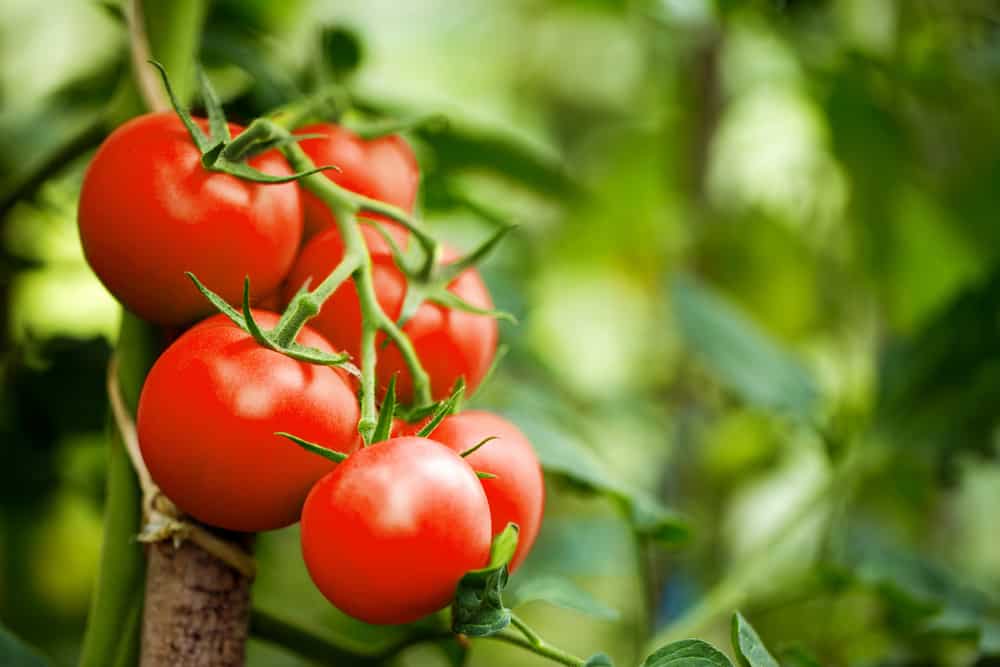 Tomates Hybrides vs Heirloom &#8211; Quelle est la meilleure?