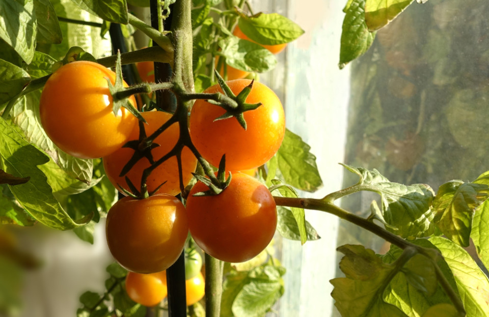 Comment faire pousser des tomates à l'intérieur - Profitez des tomates