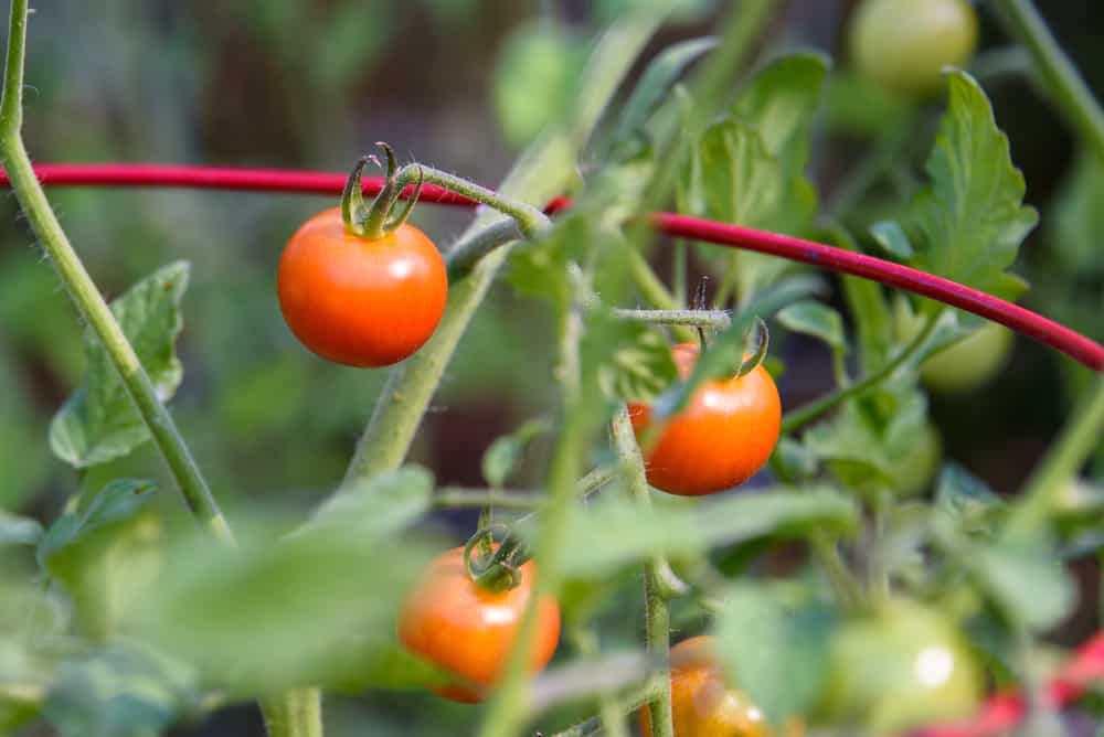 Tuteurer ou mettre en cage des plants de tomates &#8211; Quel est le meilleur?