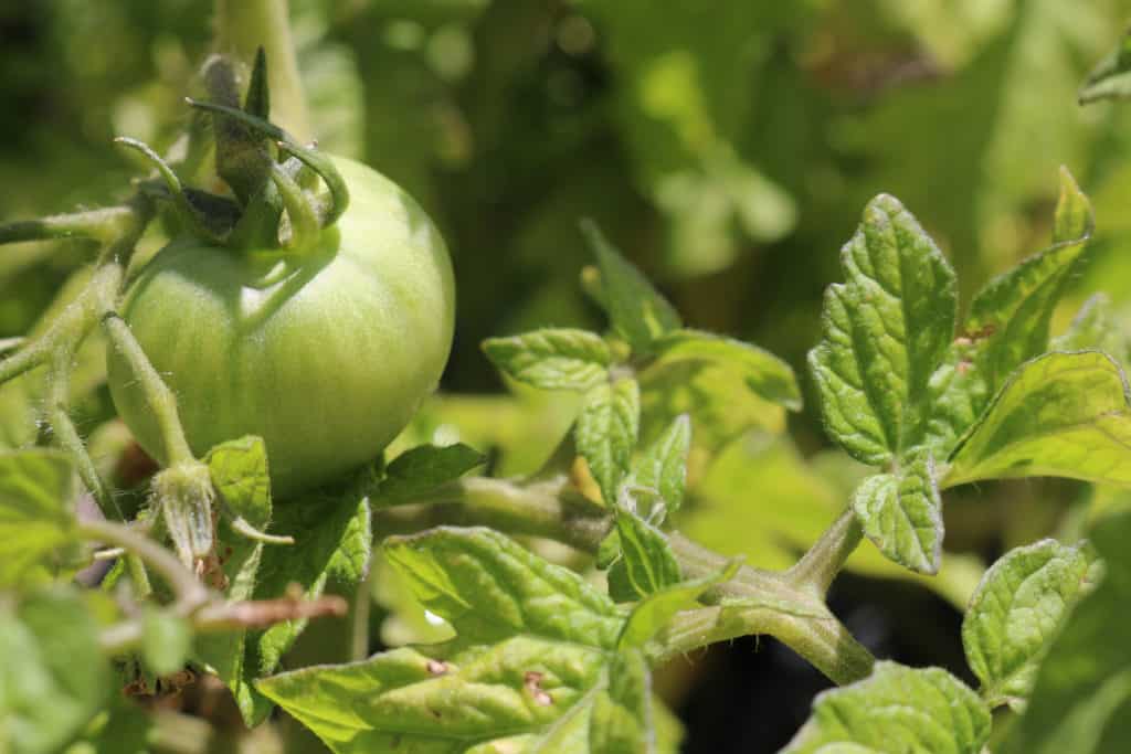 3 signes de dommages causés par le gel chez les jeunes plants de tomates
