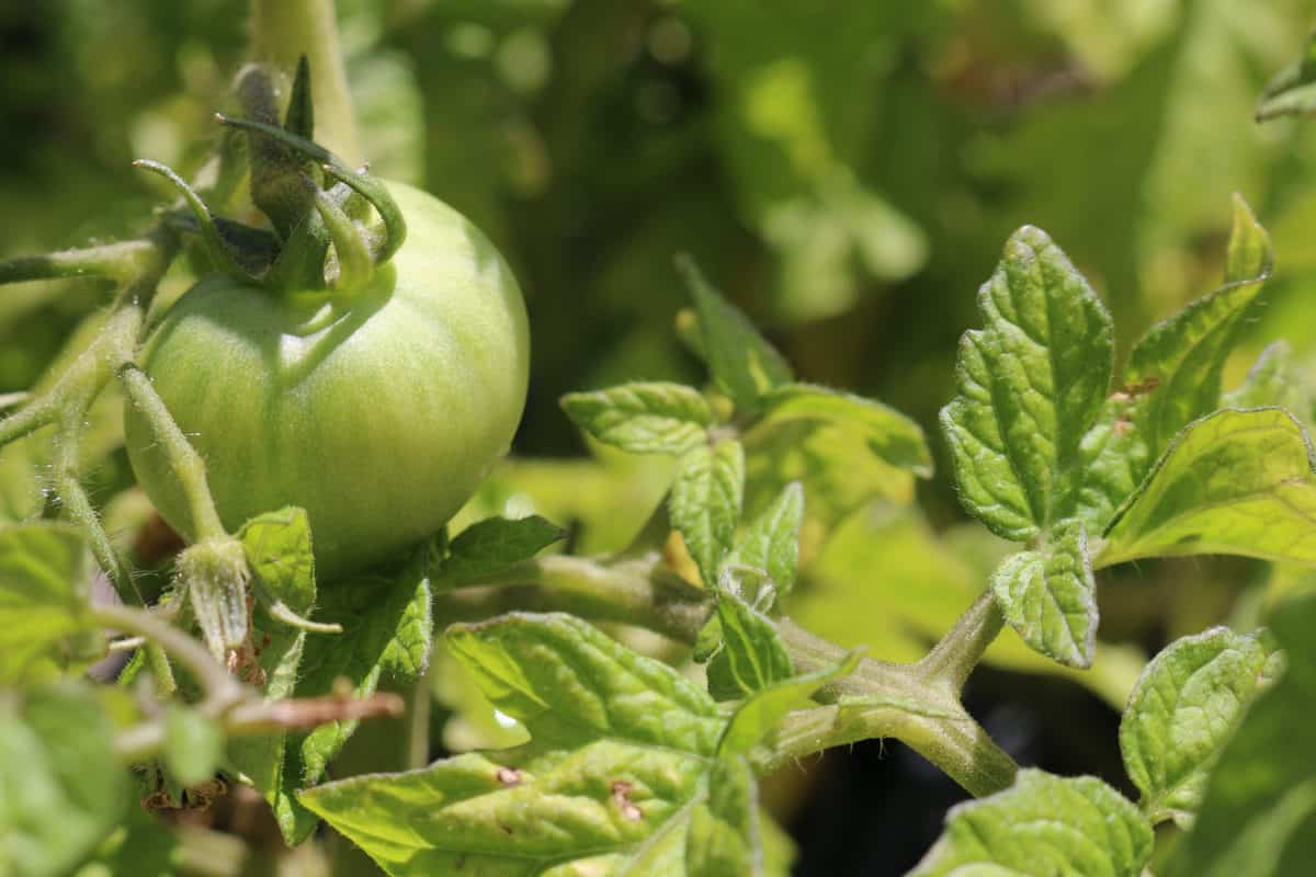 3 Signs of Frost Damage in Young Tomato Plants Tomato Bible