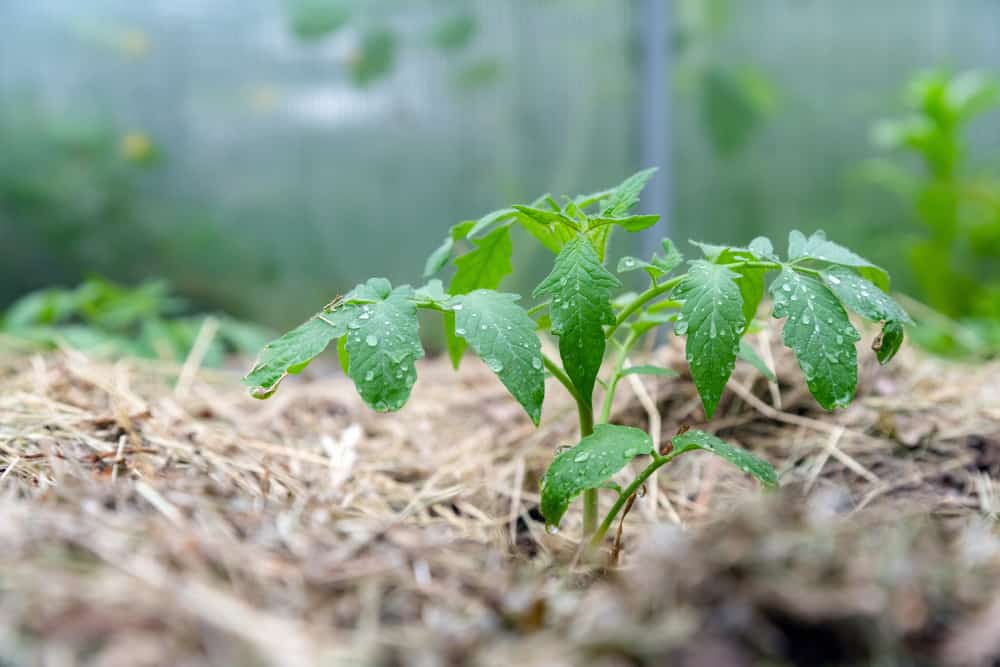 5 Best Mulches for Tomato Plants How & When To Mulch