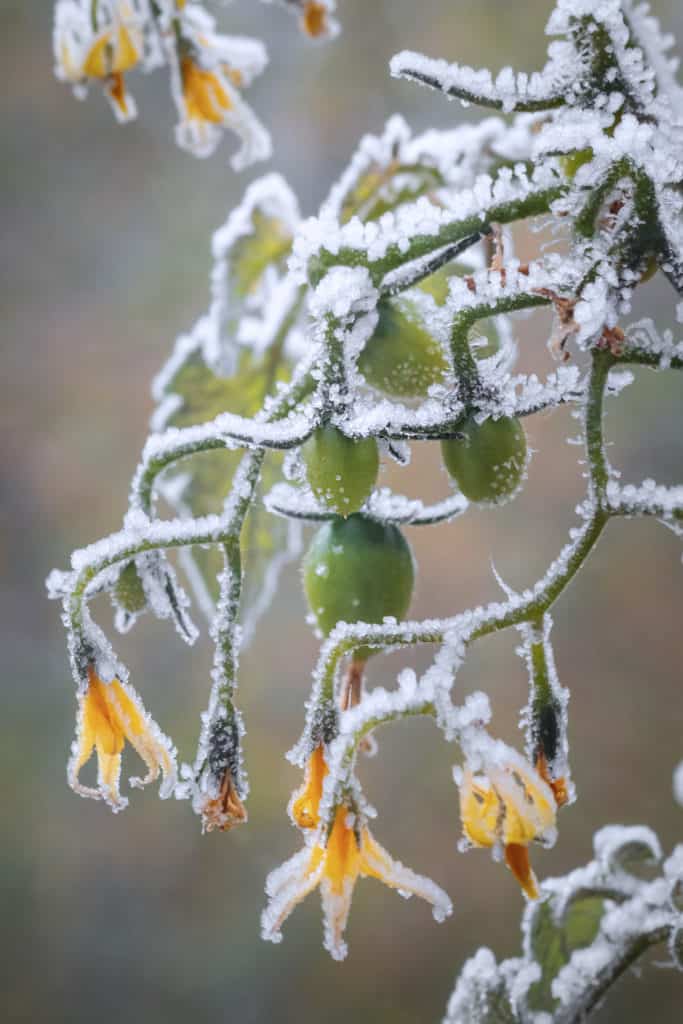 3 signes de dommages causés par le gel chez les jeunes plants de tomates