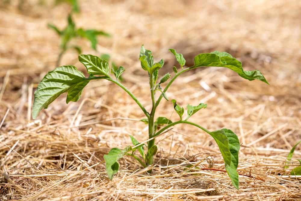 Image of Straw mulch for tomato plants