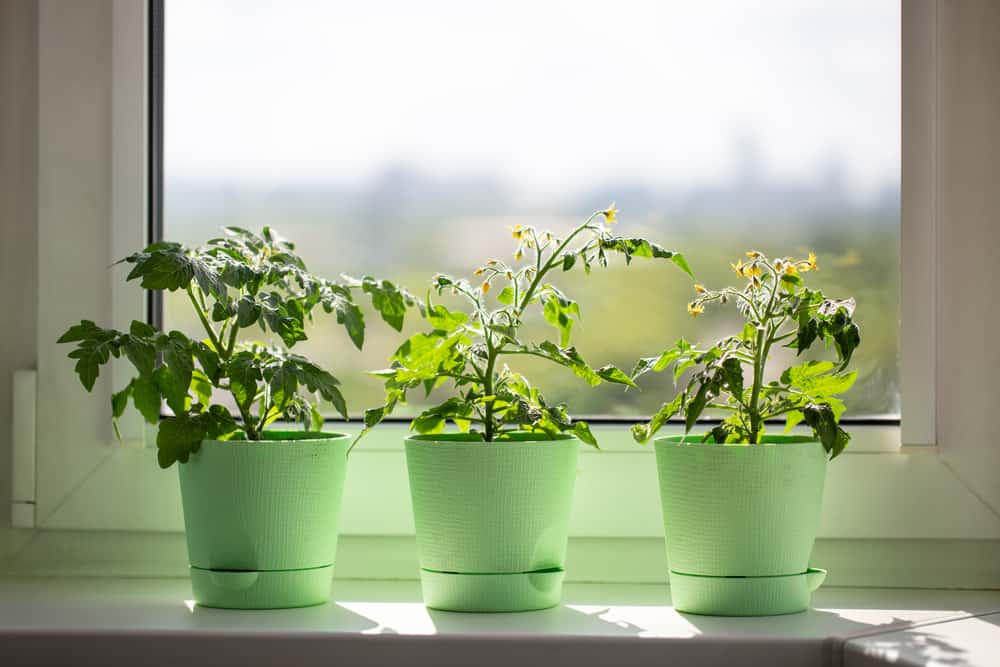Comment faire pousser des tomates dans de petits espaces et 5 meilleures variétés à essayer