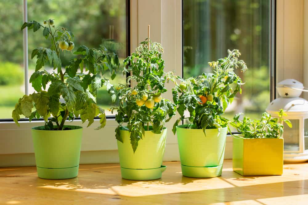 How to Grow Indoors – All Year Round - Tomato