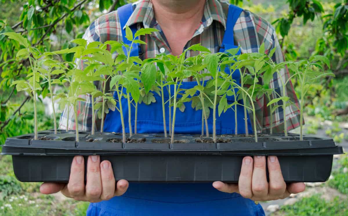 3 Signs of Frost Damage in Young Tomato Plants Tomato Bible