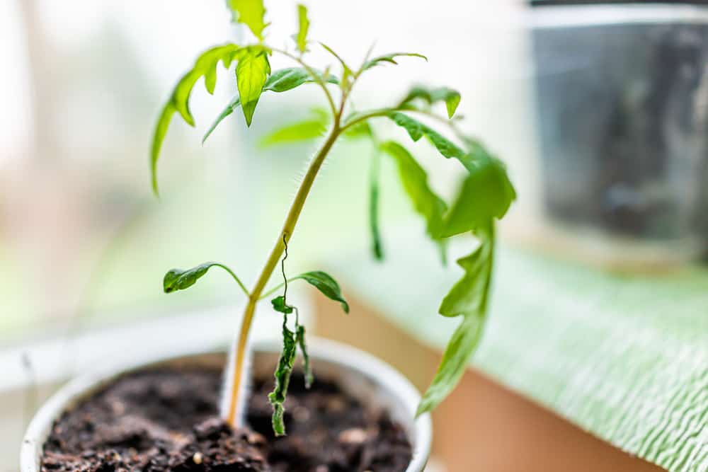 9 raisons pour le flétrissement des plants de tomates et comment y remédier