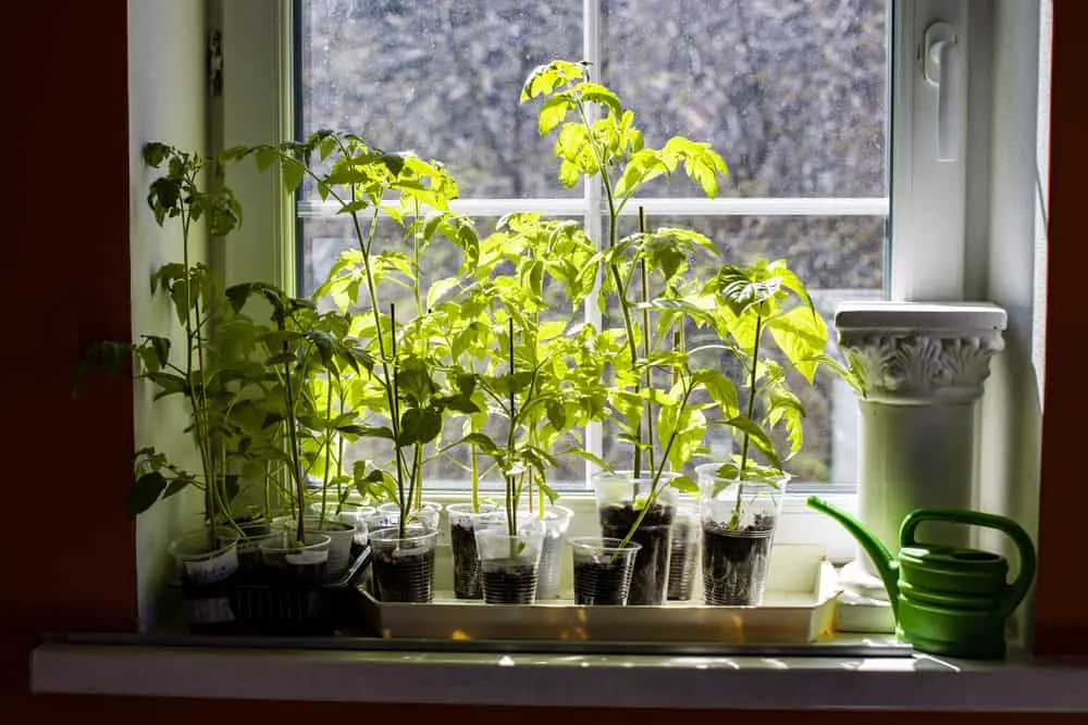 How to Grow Indoors – All Year Round - Tomato