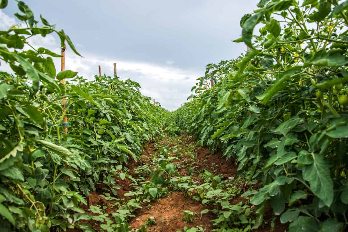 Tomato Plant Not Flowering? 5 Causes & How To Fix It