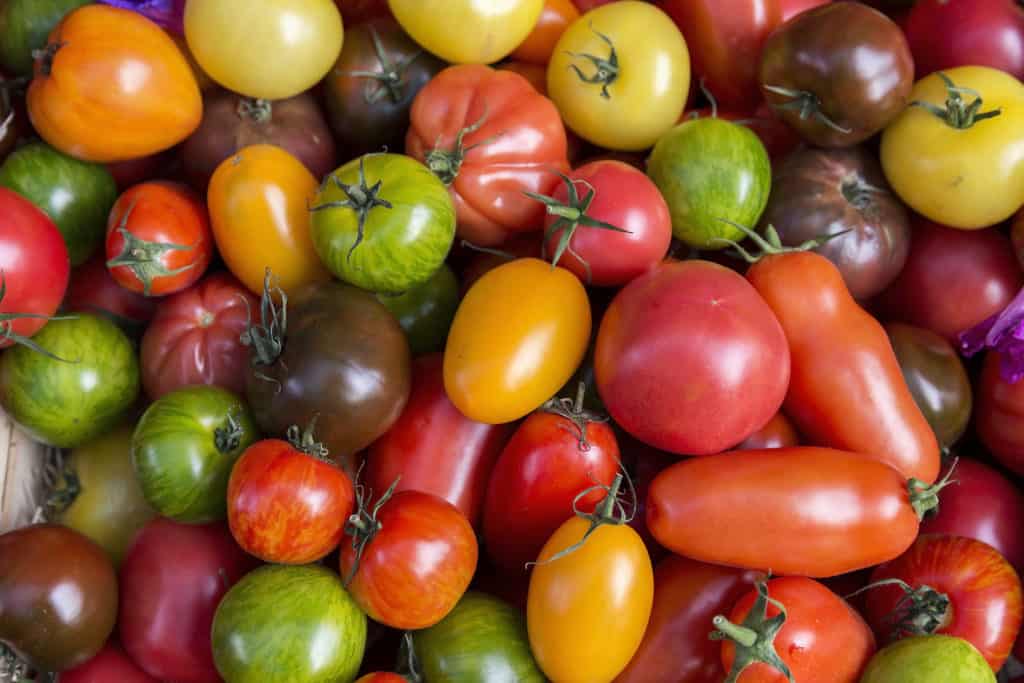 Catfacing à la tomate: comment l&rsquo;identifier, le traiter et le prévenir