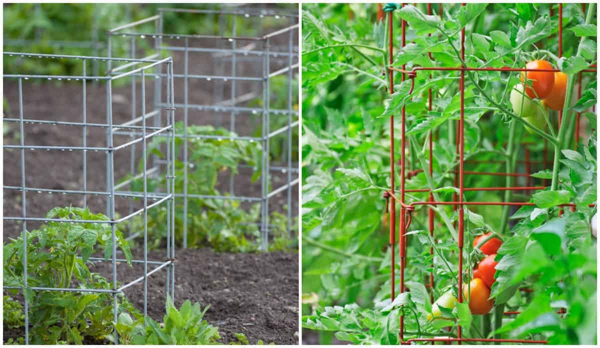 Tomato Cages: How To Use, Best Types & One Type You Shouldnt Use