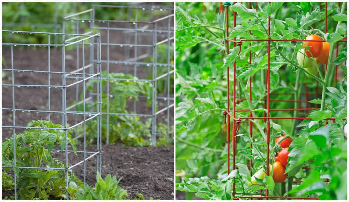 Tomato Cages How To Use, Best Types & One Type You Shouldn't Use