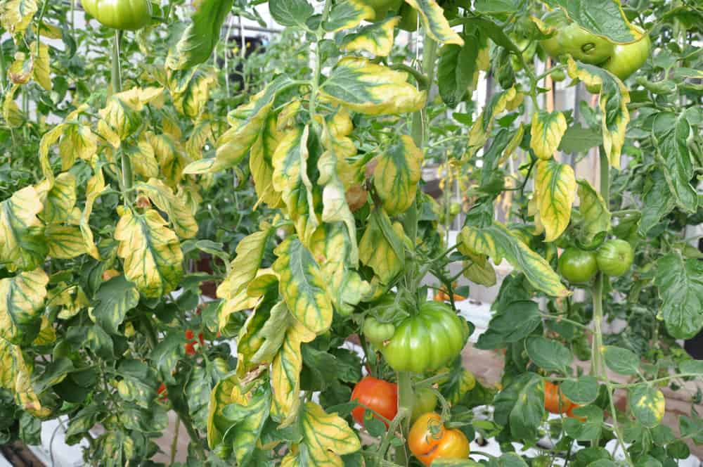 7 raisons pour lesquelles vos feuilles de tomates jaunissent et comment y remédier